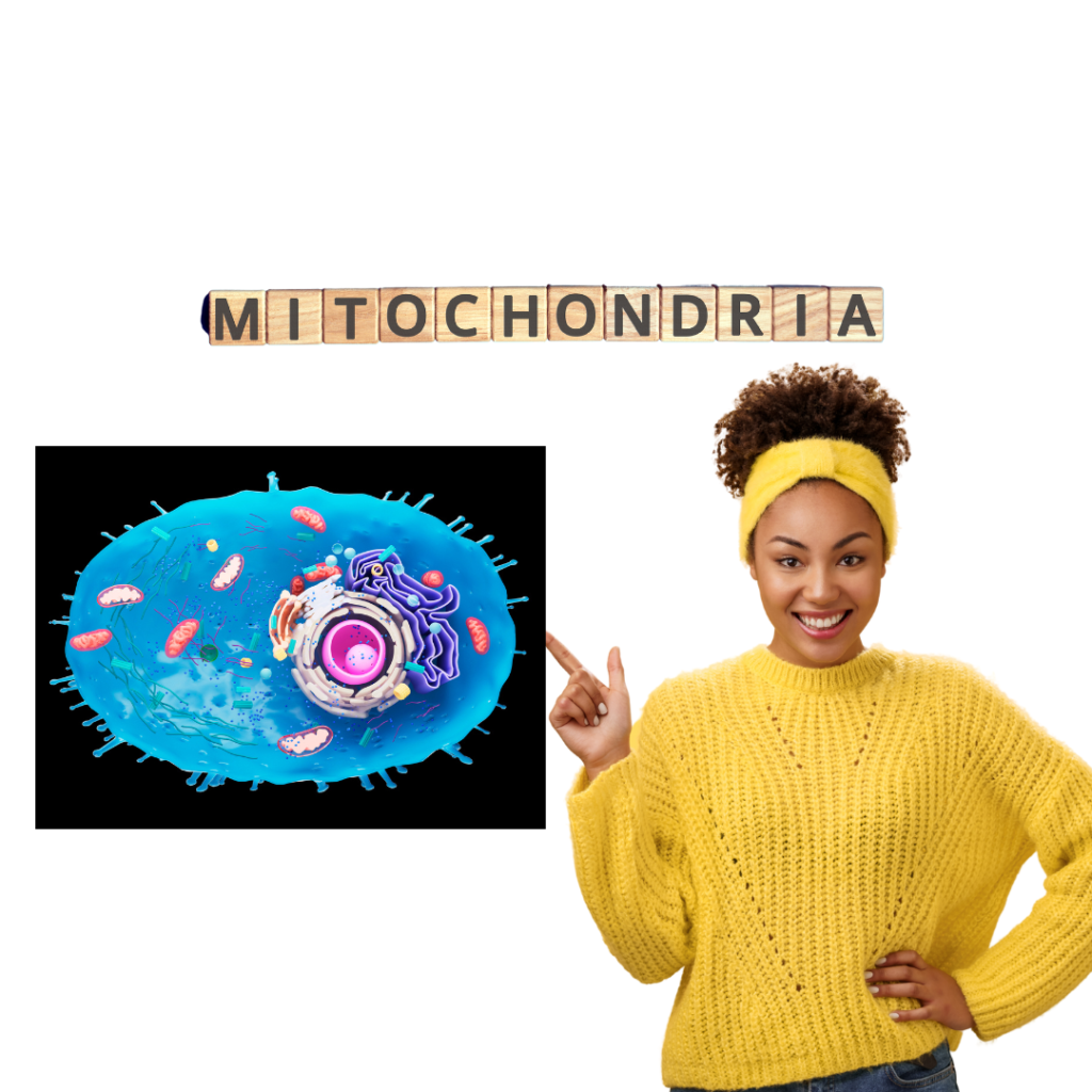 A female pointing at a graphic depicting mitochondria in the human cell